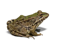 WEBP