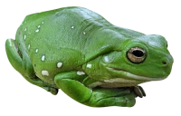 WEBP