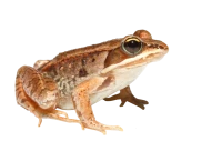 WEBP