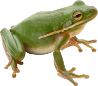 WEBP