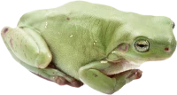WEBP