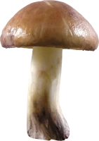 WEBP