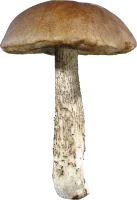 WEBP