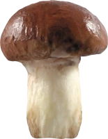 WEBP