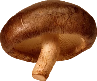 WEBP