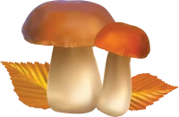 WEBP