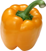 WEBP