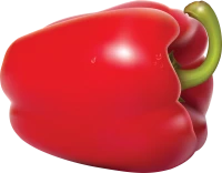 WEBP
