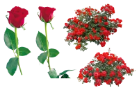 WEBP