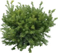 WEBP