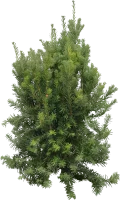 WEBP