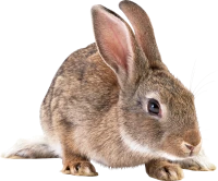 WEBP
