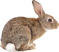WEBP