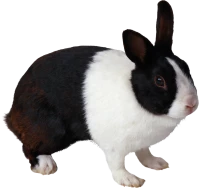 WEBP