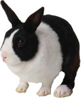 WEBP