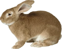 WEBP