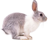 WEBP