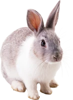 WEBP
