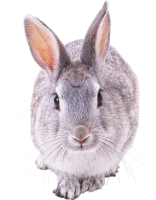 WEBP