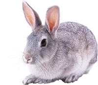 WEBP