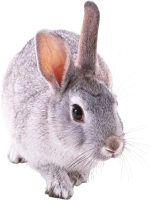 WEBP