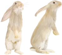 WEBP