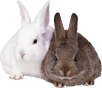 WEBP