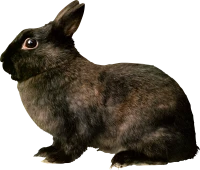 WEBP