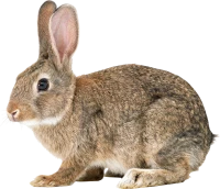 WEBP
