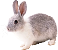 WEBP