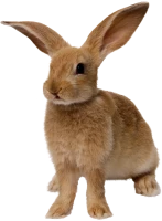 WEBP