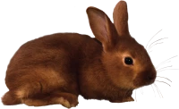 WEBP