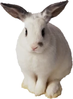WEBP