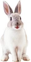 WEBP