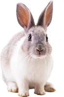WEBP