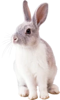 WEBP