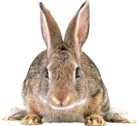 WEBP