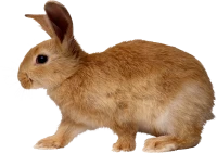 WEBP