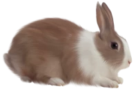 WEBP