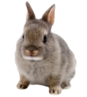 WEBP