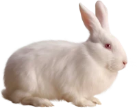 WEBP