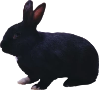 WEBP