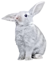 WEBP