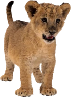WEBP