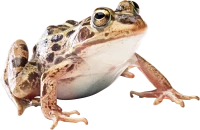 WEBP