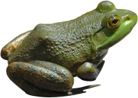 WEBP