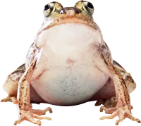 WEBP
