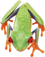 WEBP