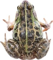 WEBP