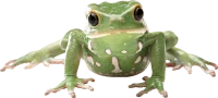 WEBP
